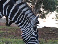 Marion, Romane South Africa 2014 (73 of 80) : Bundu lodge, Marion visit